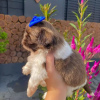 Foto №2 zu Ankündigung № 84235 zu verkaufen shih tzu - einkaufen Finnland quotient 	ankündigung