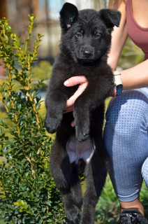 Foto №3. Deutscher Schäferhund, weiblich, Geburtsdatum 19.11, KSU-Metrik, Tierarztpass. Ukraine