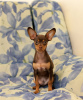 Foto №3. Wir bieten Toy Terrier Welpen und Jugendliche an.. Ukraine