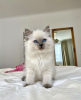 Foto №2 zu Ankündigung № 101802 zu verkaufen ragdoll-katze - einkaufen Deutschland quotient 	ankündigung, züchter