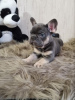 Foto №2 zu Ankündigung № 31712 zu verkaufen französische bulldogge - einkaufen Ukraine vom kindergarten, züchter