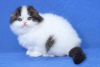 Foto №3. GCCF reg Scottish Fold Kittens. Finnland