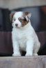 Foto №2 zu Ankündigung № 121903 zu verkaufen australian shepherd - einkaufen Russische Föderation vom kindergarten, züchter