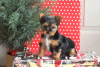 Foto №1. yorkshire terrier - zum Verkauf in der Stadt Willingen (Upland) | 369€ | Ankündigung № 63799