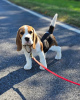 Foto №3. Beagle-Welpen suchen ihr neues Zuhause.. Deutschland