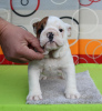 Foto №3. Englische Bulldogge. Serbien