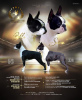 Foto №1. boston terrier - zum Verkauf in der Stadt Нови Сад | verhandelt | Ankündigung № 105215