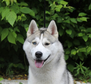 Foto №4. Ich werde verkaufen siberian husky in der Stadt Omsk. züchter - preis - 281€