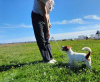 Foto №3. Jack Russell Terrier in Russische Föderation. Ankündigung № 63281