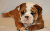 Foto №3. schöne englische Bulldogge Welpen zur Adoption. Deutschland