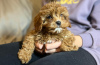 Foto №3. Welpen Cavapoo. Estland