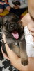 Foto №2 zu Ankündigung № 13295 zu verkaufen belgischer schäferhund - einkaufen Frankreich quotient 	ankündigung