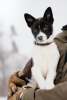 Foto №1. mischlingshund - zum Verkauf in der Stadt Москва | Frei | Ankündigung № 42113