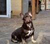 Zusätzliche Fotos: Französische Bulldogge.