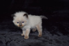 Foto №3. 2 geimpfte Ragdoll-Kätzchen stehen zum Verkauf. Australien