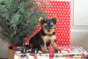 Foto №4. Ich werde verkaufen yorkshire terrier in der Stadt Essen.  - preis - 390€