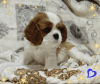 Foto №4. Ich werde verkaufen cavalier king charles spaniel in der Stadt Minsk. züchter - preis - verhandelt