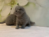 Foto №3. 2 gesunde Scottish Fold-Kätzchen zum Verkauf in Ihrer Nähe. Deutschland