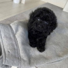 Foto №3. Teacup Pudelwelpen zur Adoption Business WhatsApp 37256062792. Finnland