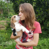 Foto №4. Ich werde verkaufen beagle in der Stadt Франкфурт-на-Майне. quotient 	ankündigung - preis - 360€