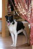 Foto №2 zu Ankündigung № 71816 zu verkaufen mischlingshund - einkaufen Russische Föderation quotient 	ankündigung, aus dem tierheim