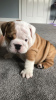 Zusätzliche Fotos: Gesunde Englische Bulldogge steht jetzt zur Adoption zur Verfügung