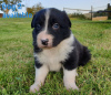 Foto №3. Entzückende Border-Collie-Welpen zur kostenlosen Adoption. Deutschland