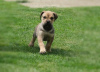 Zusätzliche Fotos: Boerboel-Welpen (Südafrikanischer Mastiff).