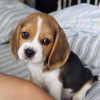 Foto №3. Fantastischer Wurf Beagle-Welpen. Deutschland