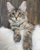 Foto №2 zu Ankündigung № 89767 zu verkaufen maine-coon-katze - einkaufen Australien quotient 	ankündigung