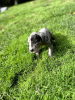 Foto №2 zu Ankündigung № 79279 zu verkaufen deutsche dogge - einkaufen Bulgarien züchter