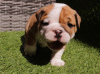 Foto №2 zu Ankündigung № 67934 zu verkaufen englische bulldogge - einkaufen Deutschland quotient 	ankündigung