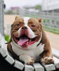 Zusätzliche Fotos: American Bully Kennel bietet Welpen zur Buchung an