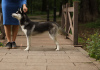 Zusätzliche Fotos: Siberian Husky Welpen