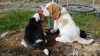 Foto №2 zu Ankündigung № 127468 zu verkaufen beagle - einkaufen Deutschland quotient 	ankündigung