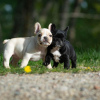 Zusätzliche Fotos: Französische Bulldogge