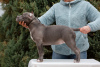 Foto №2 zu Ankündigung № 85845 zu verkaufen american bully - einkaufen Russische Föderation züchter