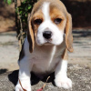 Foto №3. Beagle-Welpen suchen. Deutschland