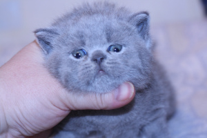 Foto №3. Blaue britische Katze. Russische Föderation