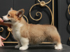 Zusätzliche Fotos: Welsh Corgi Pembroke Welpen von Champion