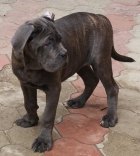 Zusätzliche Fotos: Cane Corso Welpen zu verkaufen