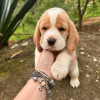 Foto №2 zu Ankündigung № 120618 zu verkaufen beagle - einkaufen Deutschland quotient 	ankündigung