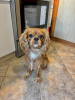 Foto №1. cavalier king charles spaniel - zum Verkauf in der Stadt Varna | 400€ | Ankündigung № 114313