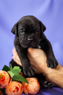 Foto №2 zu Ankündigung № 3898 zu verkaufen cane corso italiano - einkaufen Russische Föderation züchter