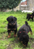 Foto №3. KC Rottweiler Welpen stehen zum Verkauf.. Deutschland