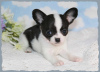 Foto №3. Chihuahua-Welpen zur Adoption. USA