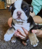 Foto №2 zu Ankündigung № 124073 zu verkaufen englische bulldogge - einkaufen Finnland quotient 	ankündigung