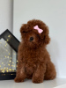 Foto №3. Toy Poodle Red Brown TEECUP. Tschechische Republik