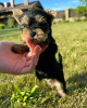 Foto №1. yorkshire terrier - zum Verkauf in der Stadt Innsbruck | 400€ | Ankündigung № 118404