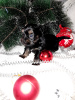 Foto №2 zu Ankündigung № 8346 zu verkaufen yorkshire terrier - einkaufen Russische Föderation züchter